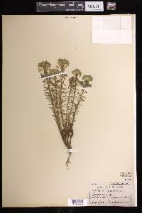 Euphorbia cyparissias image