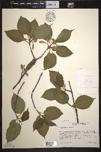 Viburnum lentago image