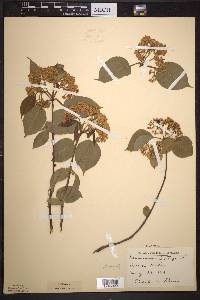 Viburnum lentago image