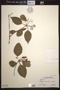 Viburnum lentago image