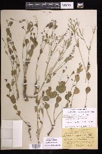 Euphorbia exserta image