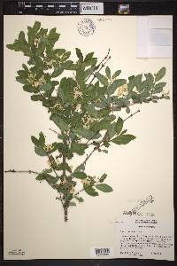 Lonicera morrowii image