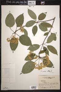 Viburnum lentago image