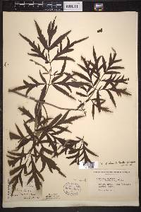 Sambucus racemosa subsp. pubens image