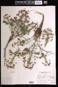 Euphorbia cyparissias image