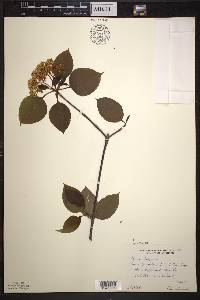 Viburnum lentago image