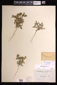 Euphorbia spathulata image