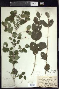 Symphoricarpos albus var. laevigatus image