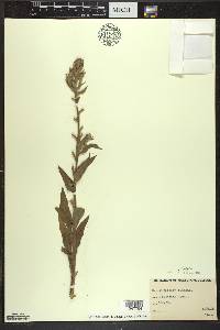 Oenothera villosa image