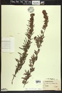 Lespedeza virginica image