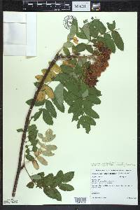 Sorbus decora image