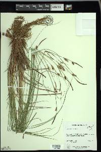 Carex buxbaumii image