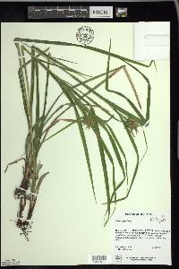 Carex grayi image