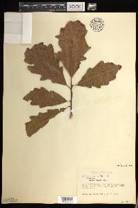 Quercus bicolor image