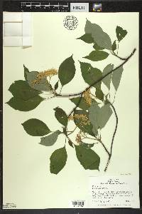 Cornus alternifolia image