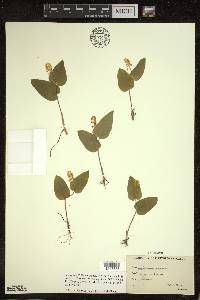 Maianthemum canadense image