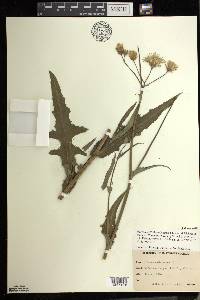 Sonchus oleraceus image