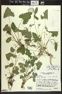 Viola palmata image