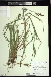 Carex scabrata image