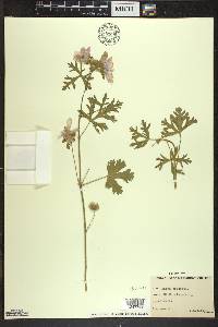 Malva moschata image