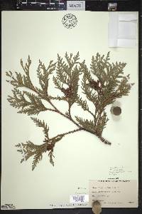 Thuja occidentalis image