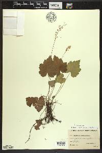 Tiarella cordifolia image