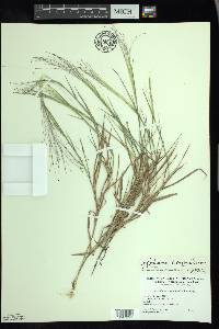 Digitaria cognata image