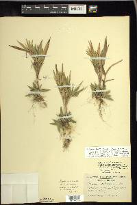 Dichanthelium acuminatum subsp. columbianum image