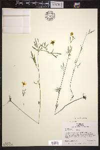 Bidens trichosperma image