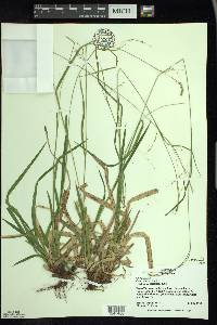 Carex arctata image