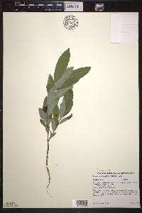 Lonicera oblongifolia image