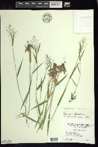 Panicum acuminatum image