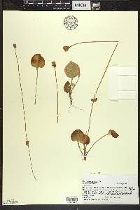 Parnassia glauca image