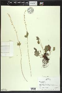 Mitella diphylla image