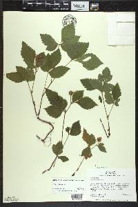 Rubus pubescens image