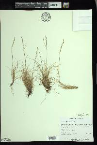 Festuca occidentalis image