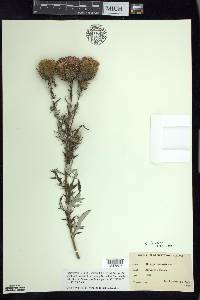 Cirsium discolor image