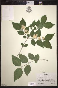 Lonicera maackii image