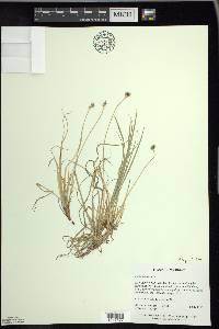 Carex peckii image