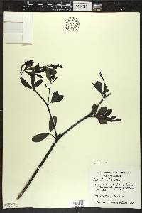 Baptisia alba image