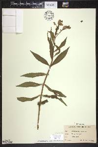 Physostegia virginiana image