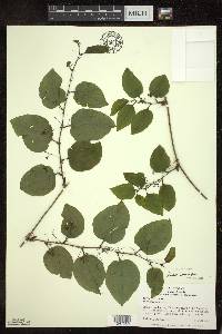 Smilax tamnoides image