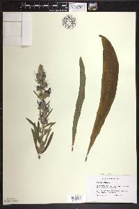 Echium vulgare image