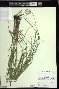 Carex tuckermanii image