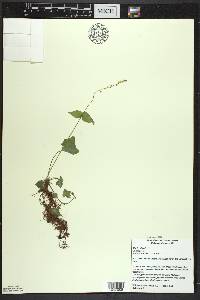 Mitella diphylla image