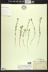 Polygala sanguinea image