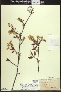 Amelanchier laevis image