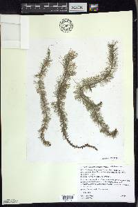 Myriophyllum heterophyllum image