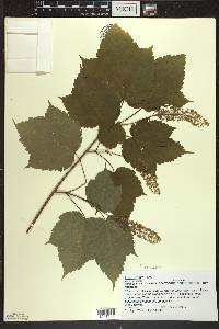 Acer spicatum image