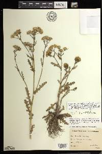 Senecio leucanthemifolius image